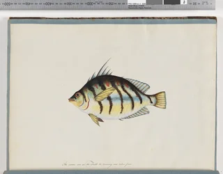 Page 23. Unidentified fish