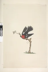 Page 24. Natural Size Scarlet Robin Petroica Multicolor, Male, Norfolk Island, 1791-92