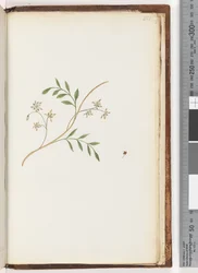 Page 251. Unidentified plant
