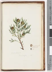Page 253. Euphorbiaceae / Ricinocarpus ...? / Wedding Bush