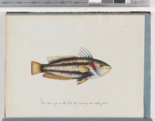 Unidentified Fish