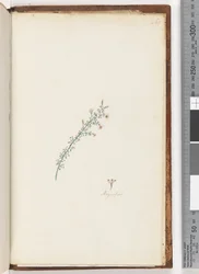 Unidentified Plant