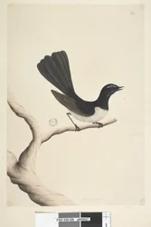 Willie Wagtail, 1791-92