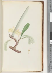 Page 29. Coast Banksia