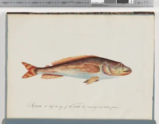 Unidentified Fish