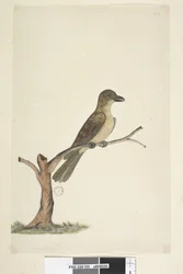 Page 30. ...? Norfolk Island Blackbird? Aplonis Fuscus, Female, 1791-92