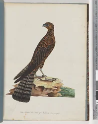 Page 36. Red Goshawk. Radiated Falcon