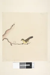 Page 37. October. Natural size Yellow Thornbill Acanthiza nana