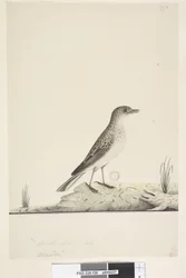 Page 38. Alundu? above title in different hand Natural size, July Pipit Anthus australis, 1791-92