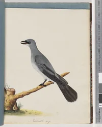 Page 38. Unidentified Bird, Probably a Large Lanius