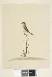 Red-Browed Finch