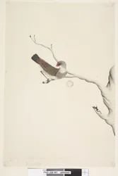 Diamond Firetail (immature), 1791-92