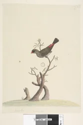 Page 42. Fringilla. At lower centre in a different hand: Natural size. Diamond Firetail Stagonopleura guttata, 1791-92