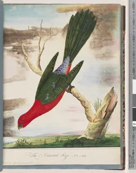 King Parrot