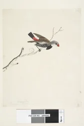 Diamond Firetail