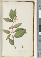 Page 44. Persoonia, Schraderia Ferruginea