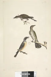 Golden Bronze Cuckoos and Rufous Whistler, 1791-92