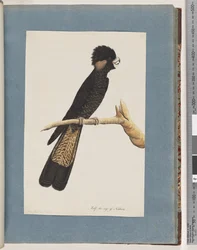 Yellow-tailed Black Cockatoo and Banksian Parrot