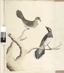 Page 4. Turdus. in a different hand Drawn the natural size being the only two of the kind as yet seen on the Colony, June 1792 Spotted Quail Thrush Cinclosoma punctatum