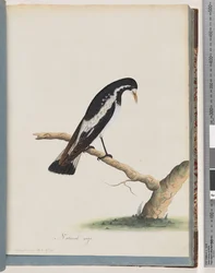 Page 50. Magpie-lark. Corvus cyanoleucos