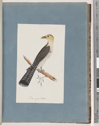 Page 52. Pallid Cuckoo