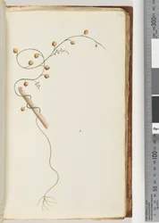 Page 52. Unidentified plant