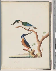 Sacred Kingfisher and Azure Kingfisher