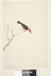 Page 54. Drepanis. Natural size These birds are supposed to be birds of passage & appear in flocks, the red does not show the beauty of the bird. Scarlet Honeyeater Myzomela sanguinolent