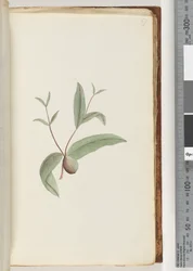 Page 57. Unidentified plant