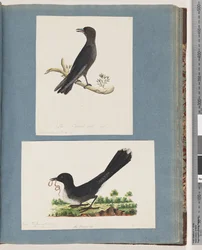 Unidentified Bird