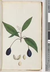 Page 5. Unidentified Plant