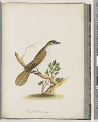 Page 61. Blue-faced Honeyeater. Turdus cyanoris. Blue-cheeked Thrush