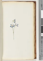 Page 65. Unidentified Plant
