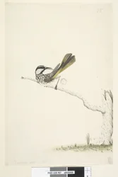 White-Cheeked Honeyeater