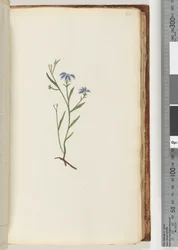 Unidentified Plant
