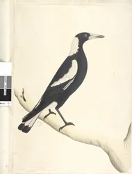 Page 6. Barita. Natural size Black, Backed Magpie Gymnorhina tibicen