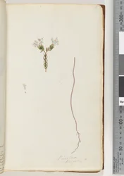 Page 6. Pimeloea linfolia