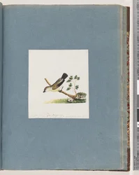 Unidentified Bird, Pipra New