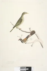 Natural Size Bell Miner and Rhipidura Rufifrons