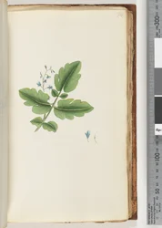 Page 74. Unidentified Plant