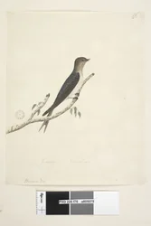 Page 76. Hirundo. at lower centre in different hand January Natural size Welcome Swallow Hirundo neoxena, 1791-92