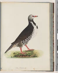 Page 76. Unidentified bird