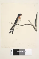 Page 77. Hirundo. March. Natural Size. The Swallow or Martin of N.S. Wales. Welcome Swallow Hirundo neoxena