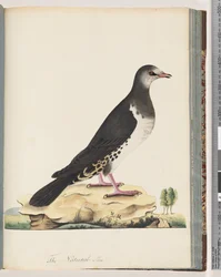 Page 77. Unidentified Bird