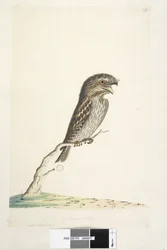 Page 78. Caprimulgus. at lower centre in different hand 1/2 the natural size Tawny Frogmouth Podargus strigoides, 1791-92