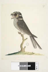 Page 79. A Young Musquito Hawk, Natural Size Owlet Nightjar Aegotheles cristatus