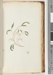 Page 80. Unidentified Plant