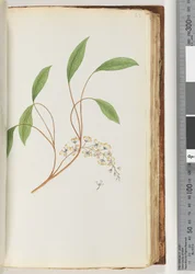 Page 83. Unidentified Plant