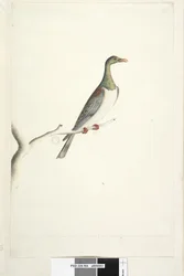 Drawn to Half Size Norfolk Island Pigeon