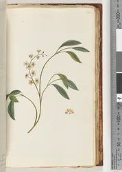 Page 84. Unidentified plant